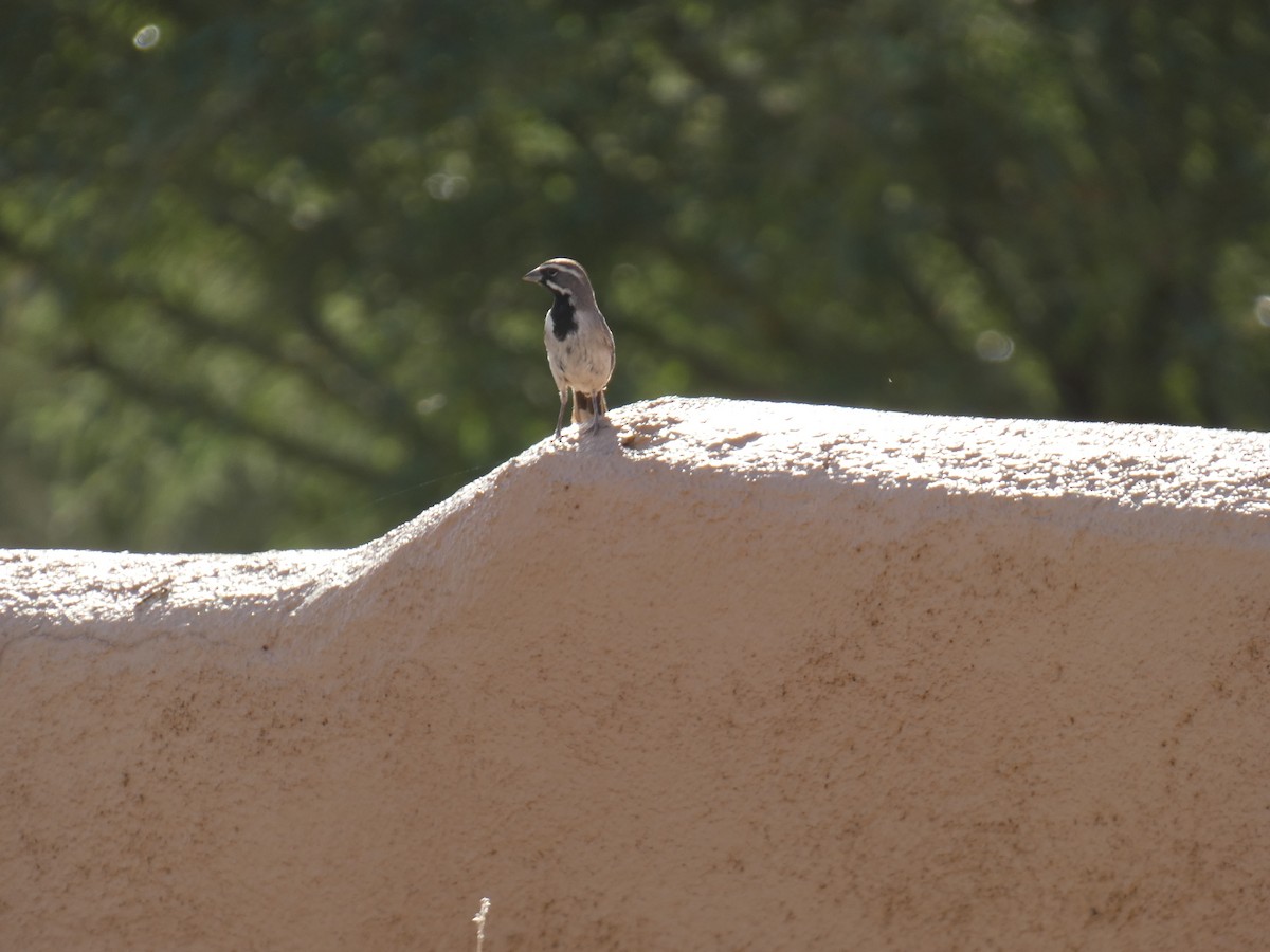 Black-throated Sparrow - ML620116129