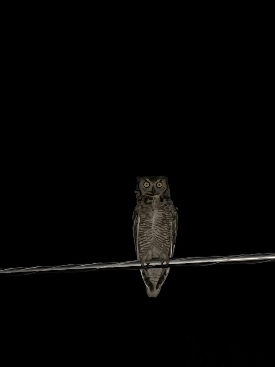 Great Horned Owl - ML620116130