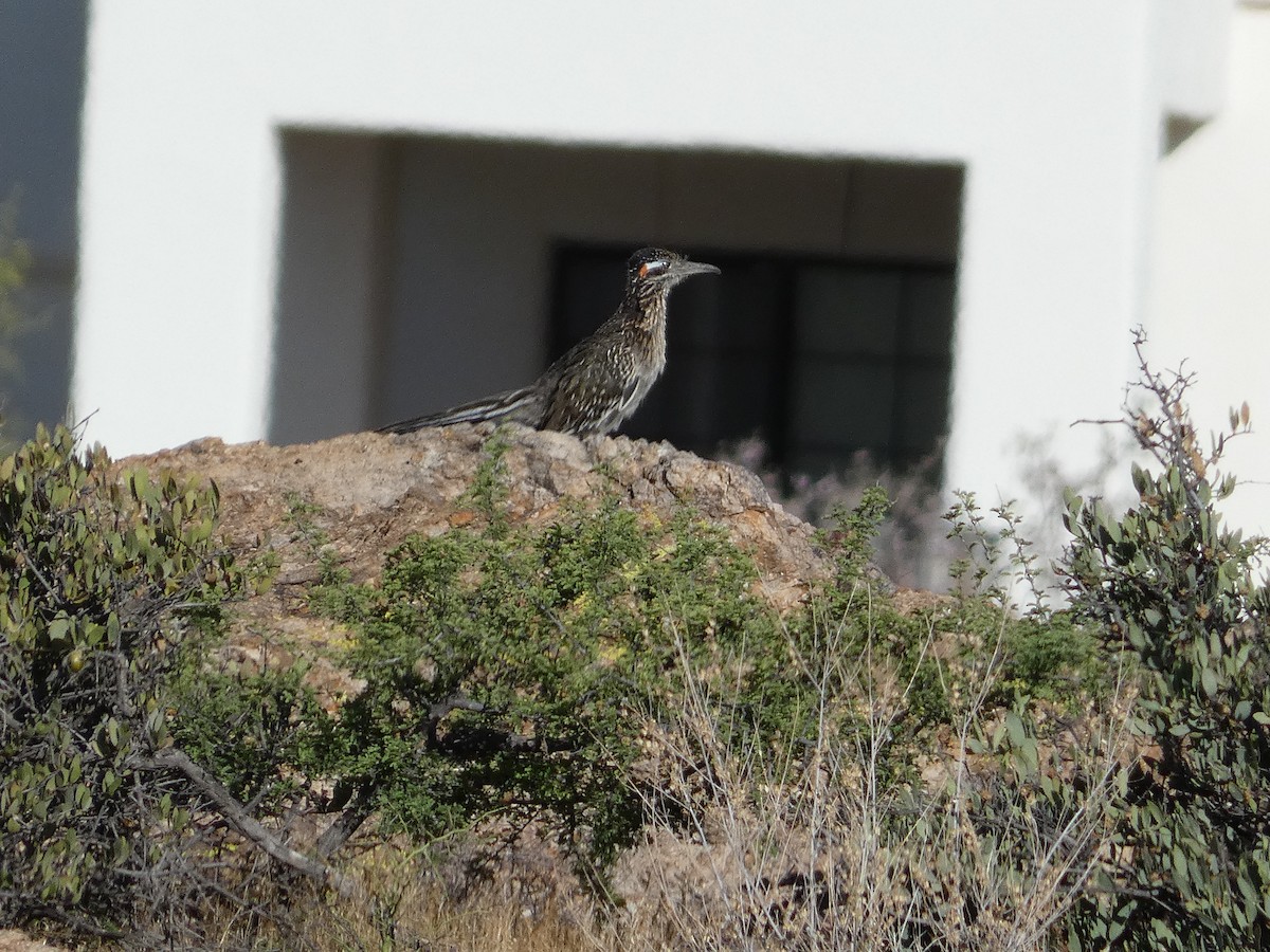 Greater Roadrunner - ML620116134