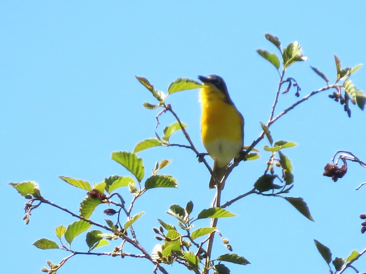 Yellow-breasted Chat - ML620116136