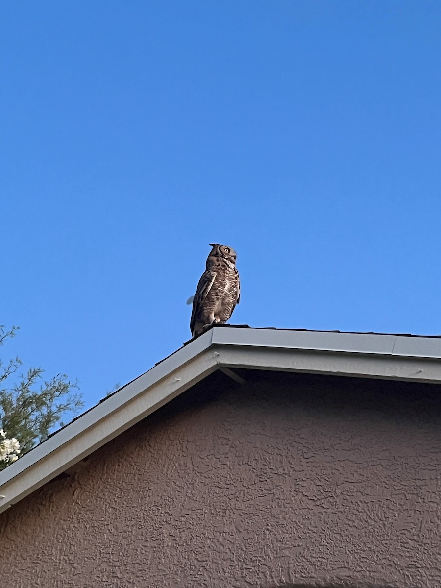 Great Horned Owl - ML620116138