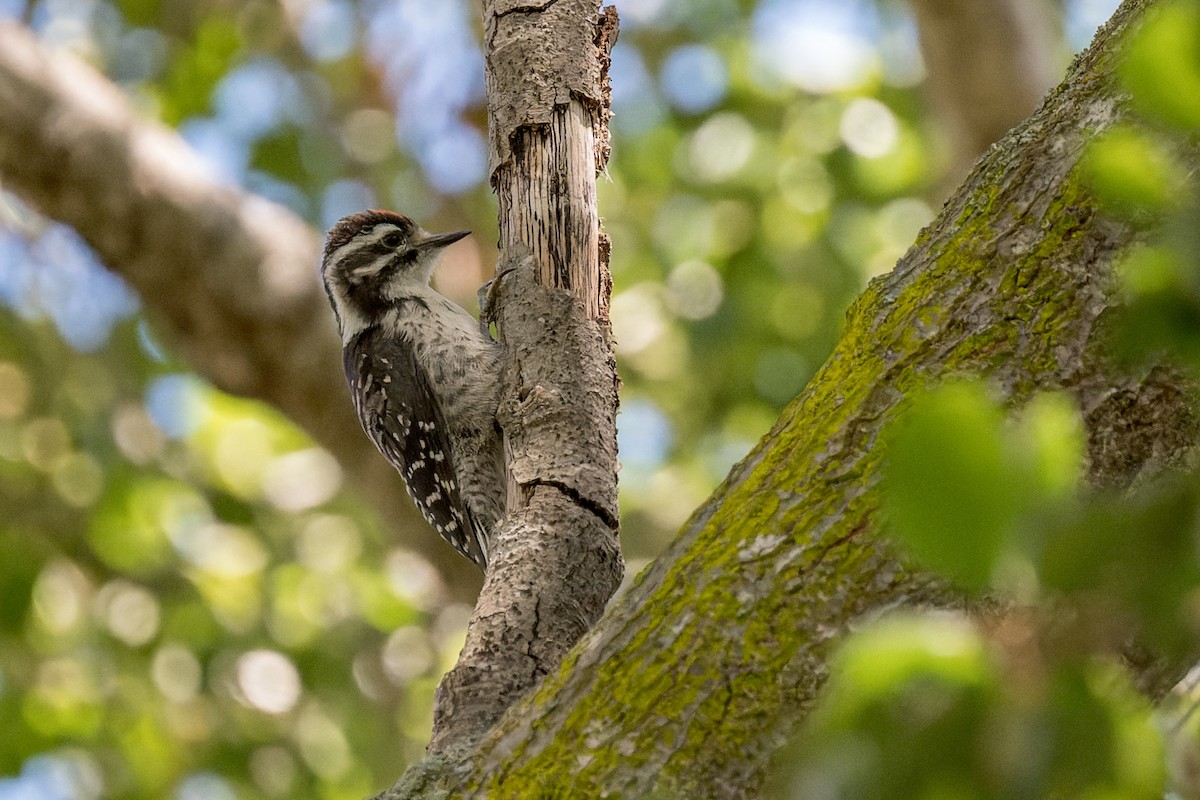Nuttall's Woodpecker - ML620116147