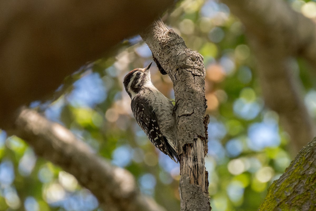 Nuttall's Woodpecker - ML620116148