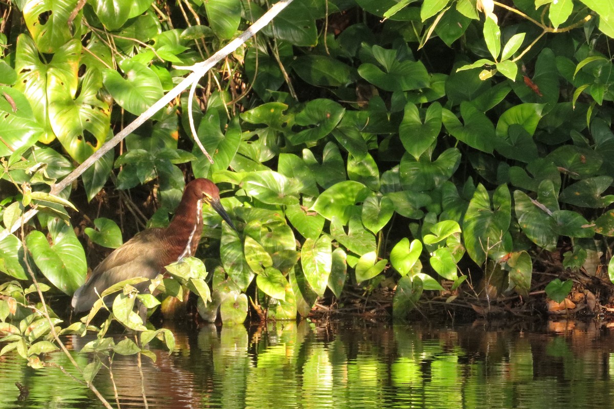 Rufescent Tiger-Heron - ML620116156