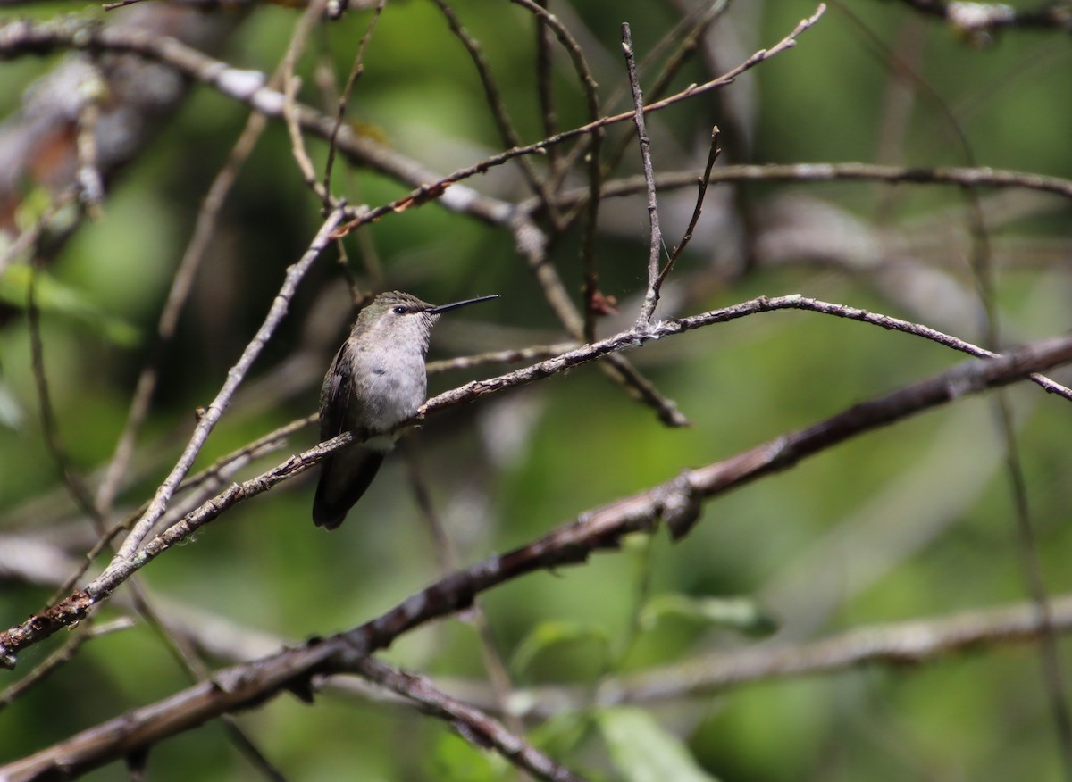 Anna's Hummingbird - ML620116159