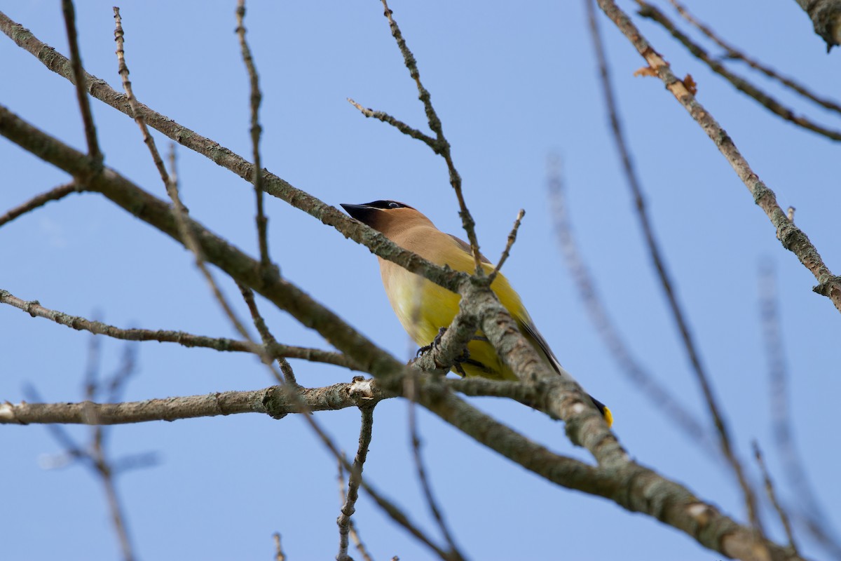 Cedar Waxwing - ML620116164