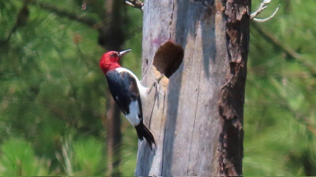 Red-headed Woodpecker - ML620116166