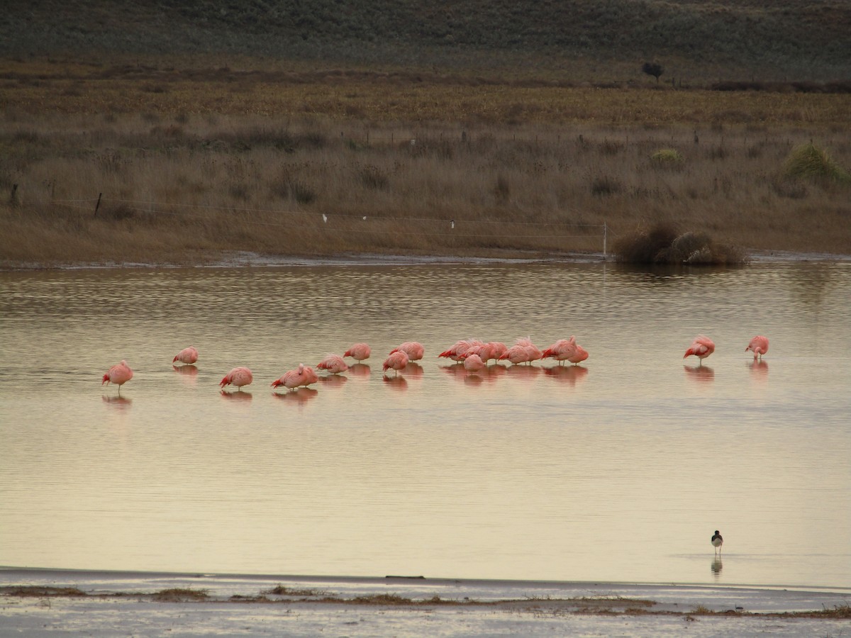 Şili Flamingosu - ML620116168