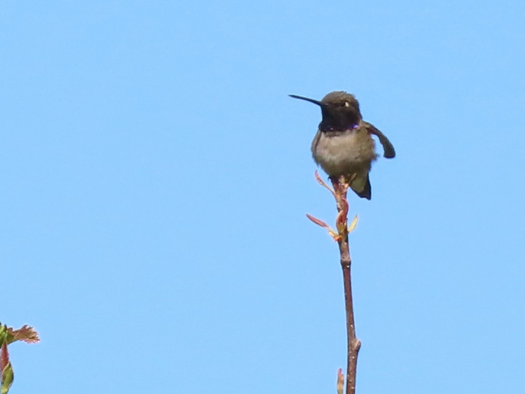 Black-chinned Hummingbird - ML620116188