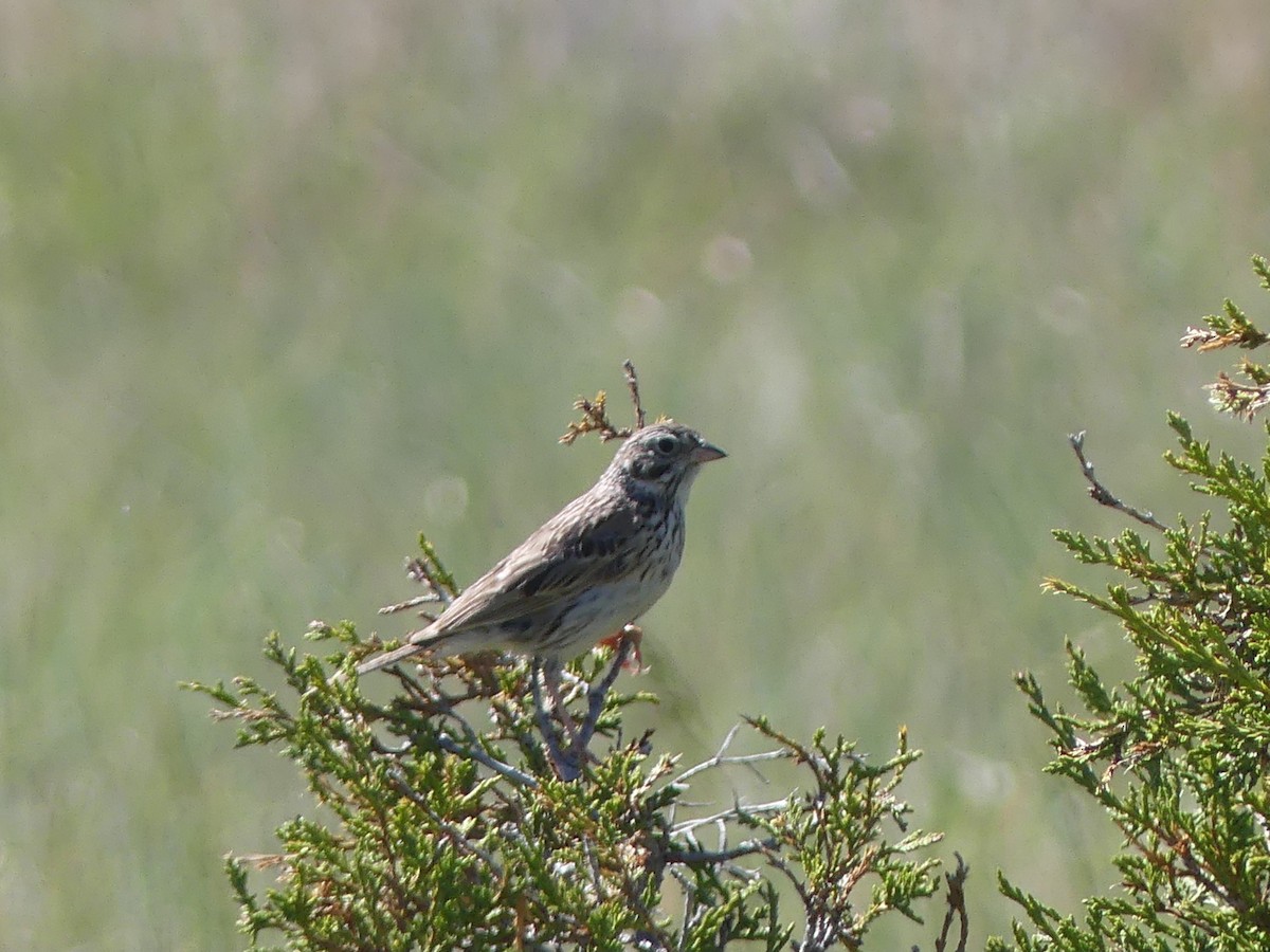 Vesper Sparrow - ML620116194