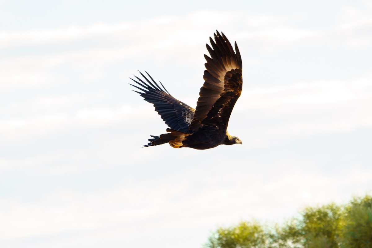 Wedge-tailed Eagle - ML620116195