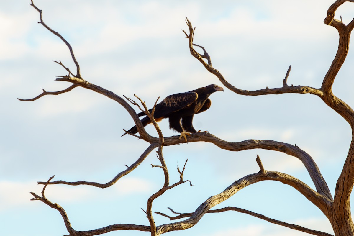 Wedge-tailed Eagle - ML620116196
