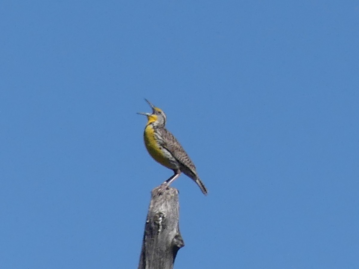 Western Meadowlark - ML620116197