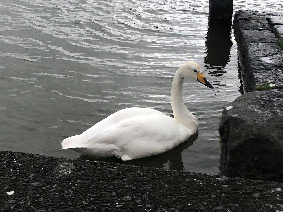 Whooper Swan - ML620116231