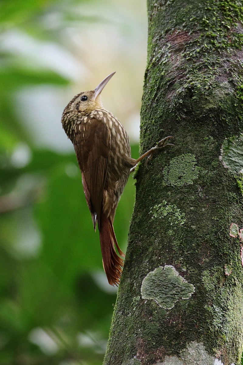 Lesser Woodcreeper - ML620116234