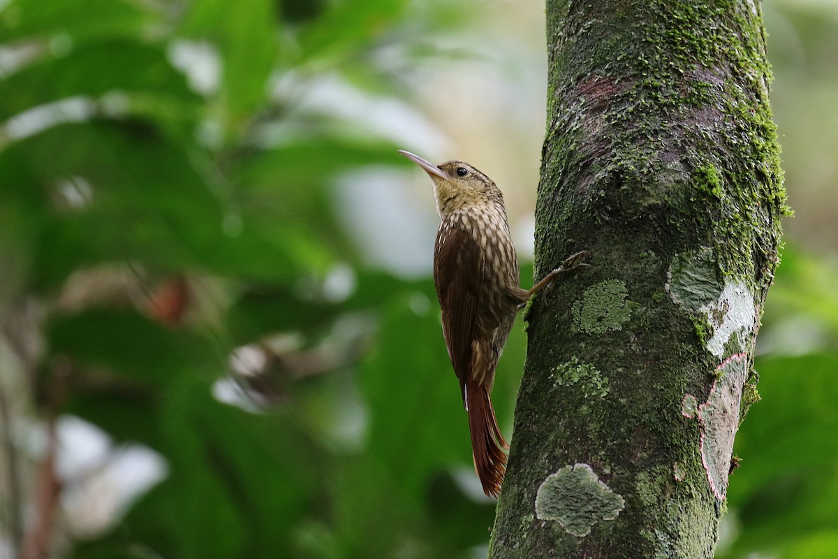 Lesser Woodcreeper - ML620116235