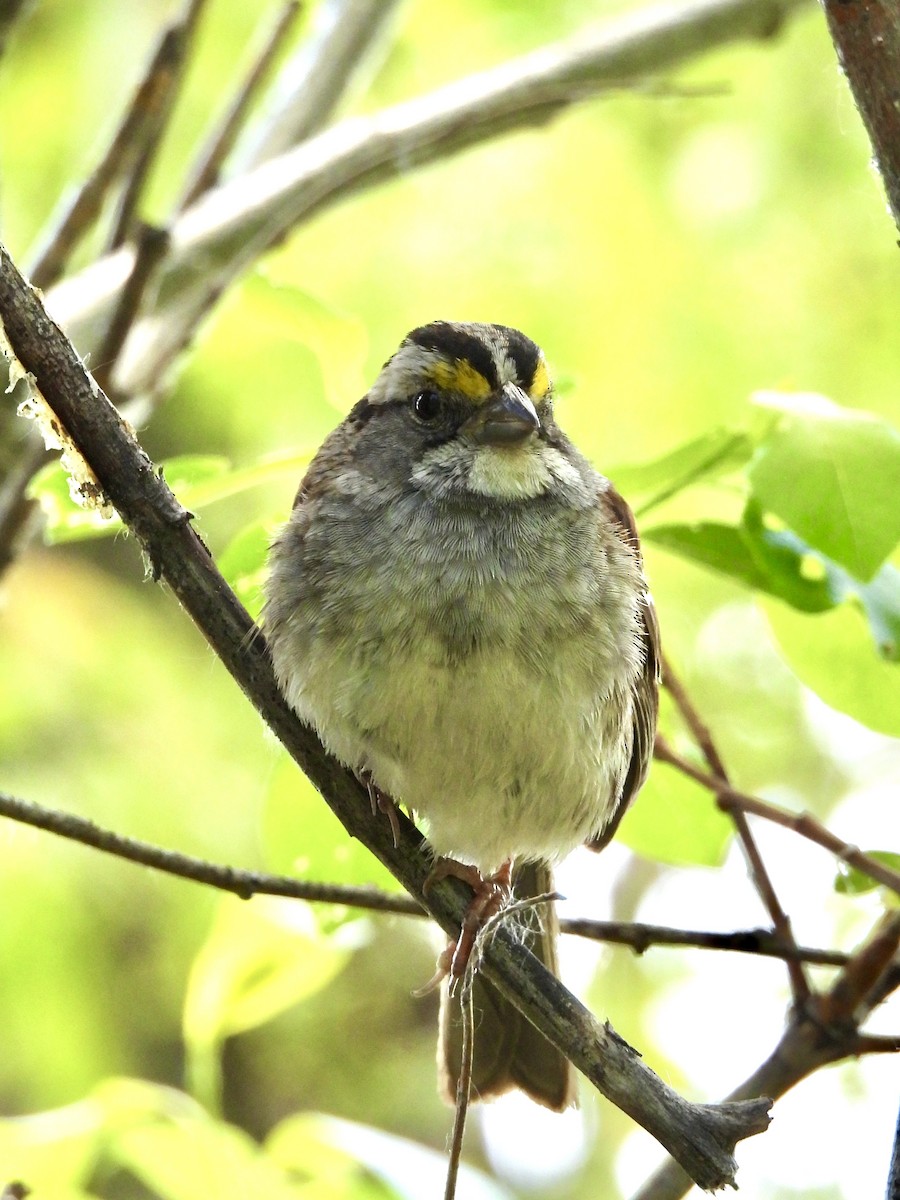 White-throated Sparrow - ML620116236