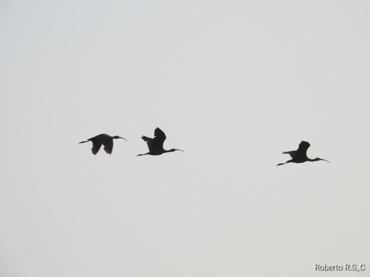 White-faced Ibis - ML620116264