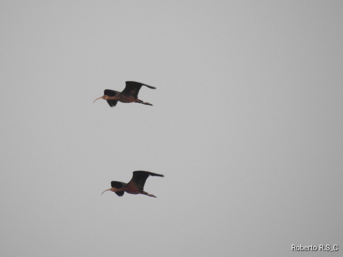 White-faced Ibis - ML620116265