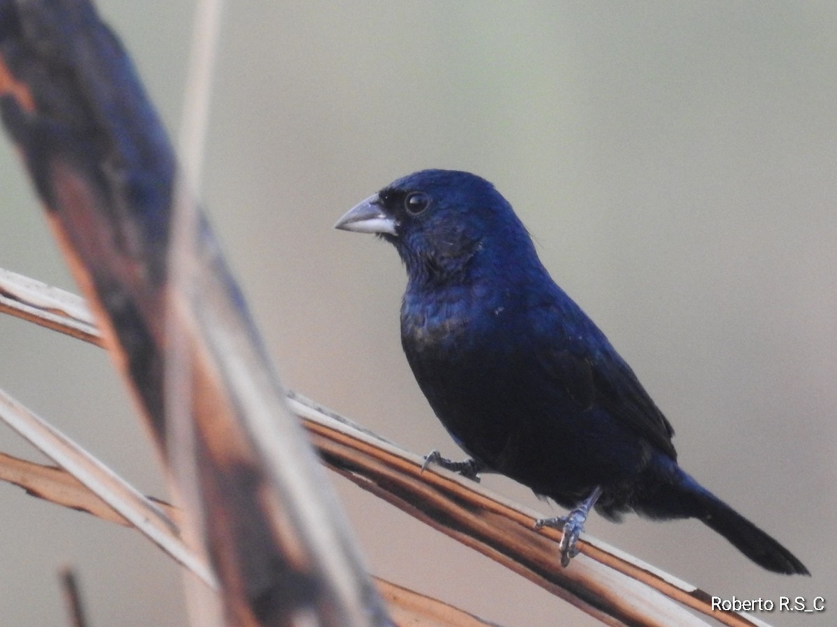 Blue-black Grassquit - ML620116283