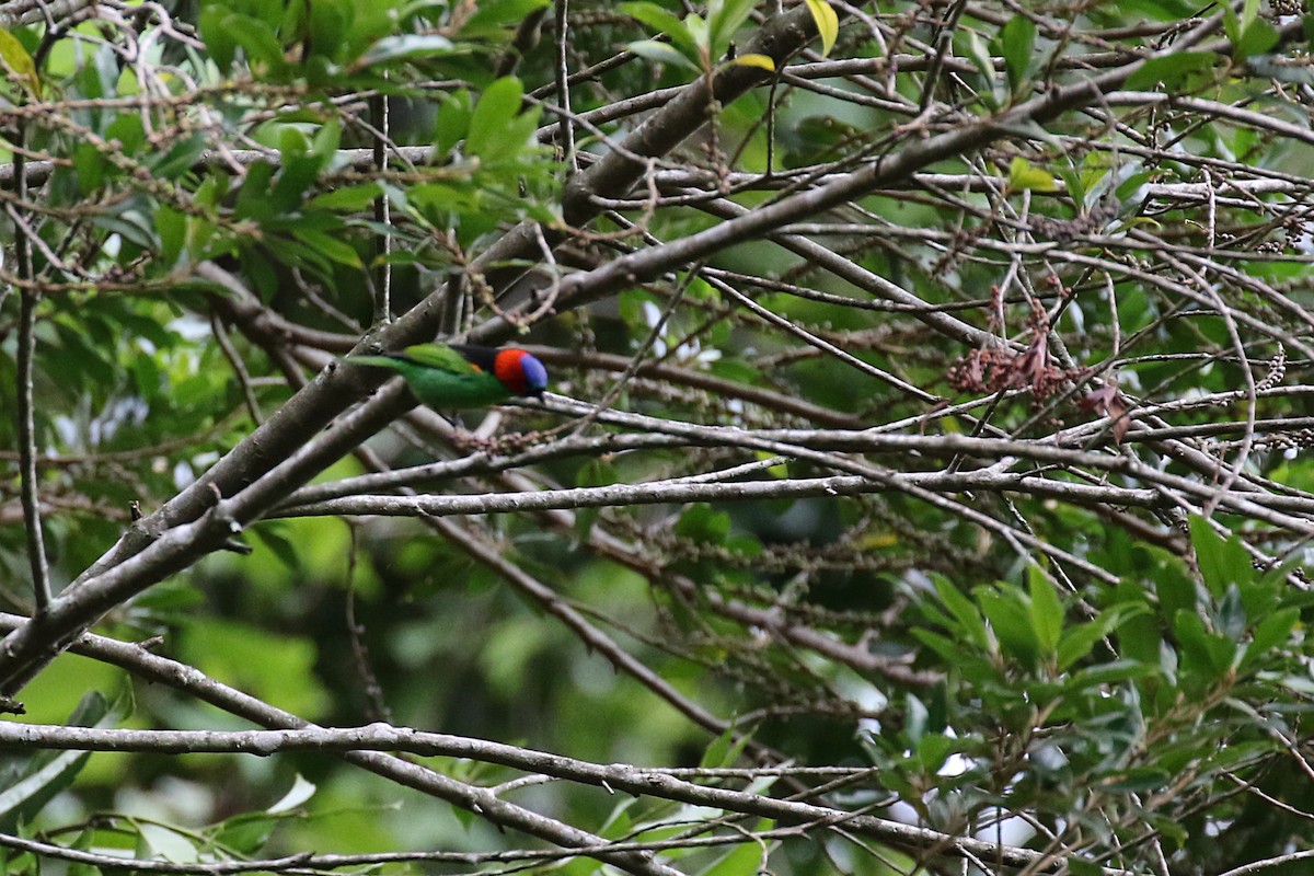 Red-necked Tanager - ML620116287