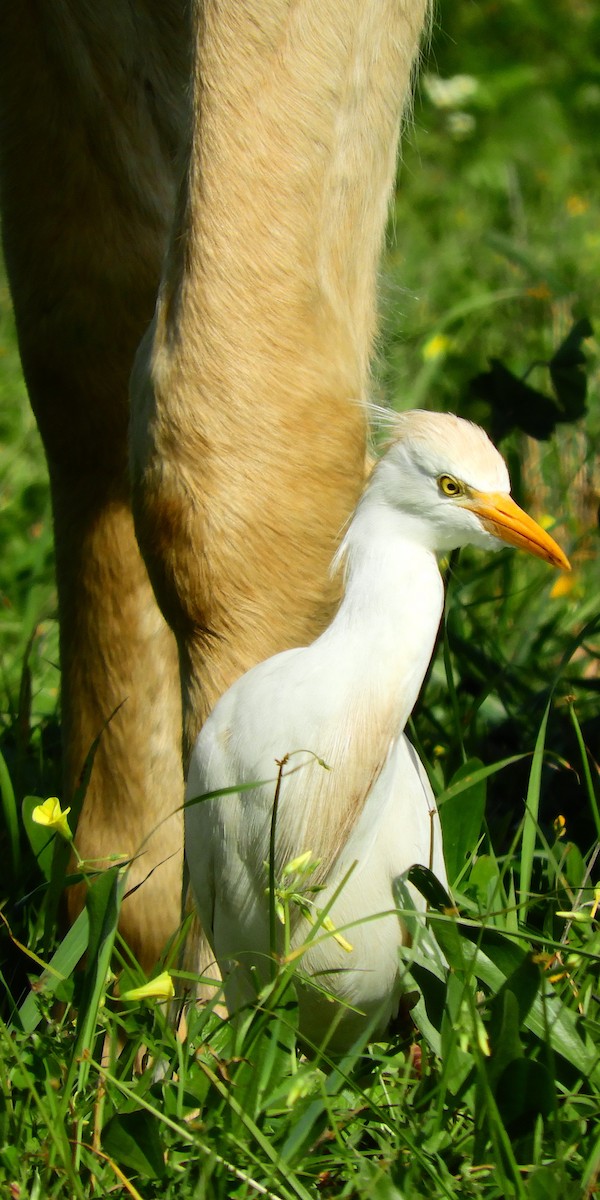 Чапля єгипетська (підвид ibis) - ML620116288