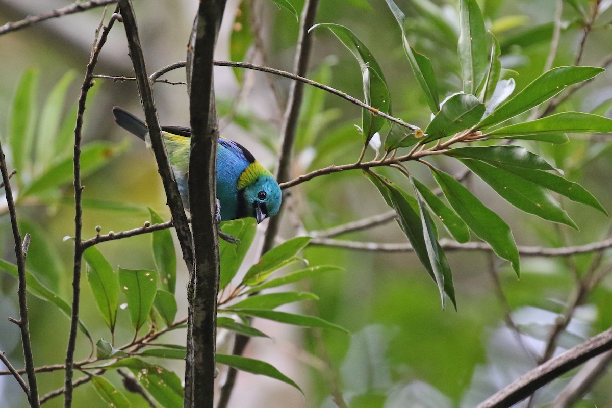 Green-headed Tanager - ML620116306