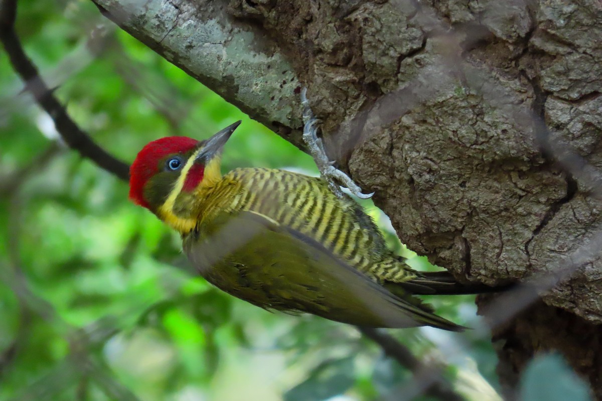 Golden-green Woodpecker - ML620116309