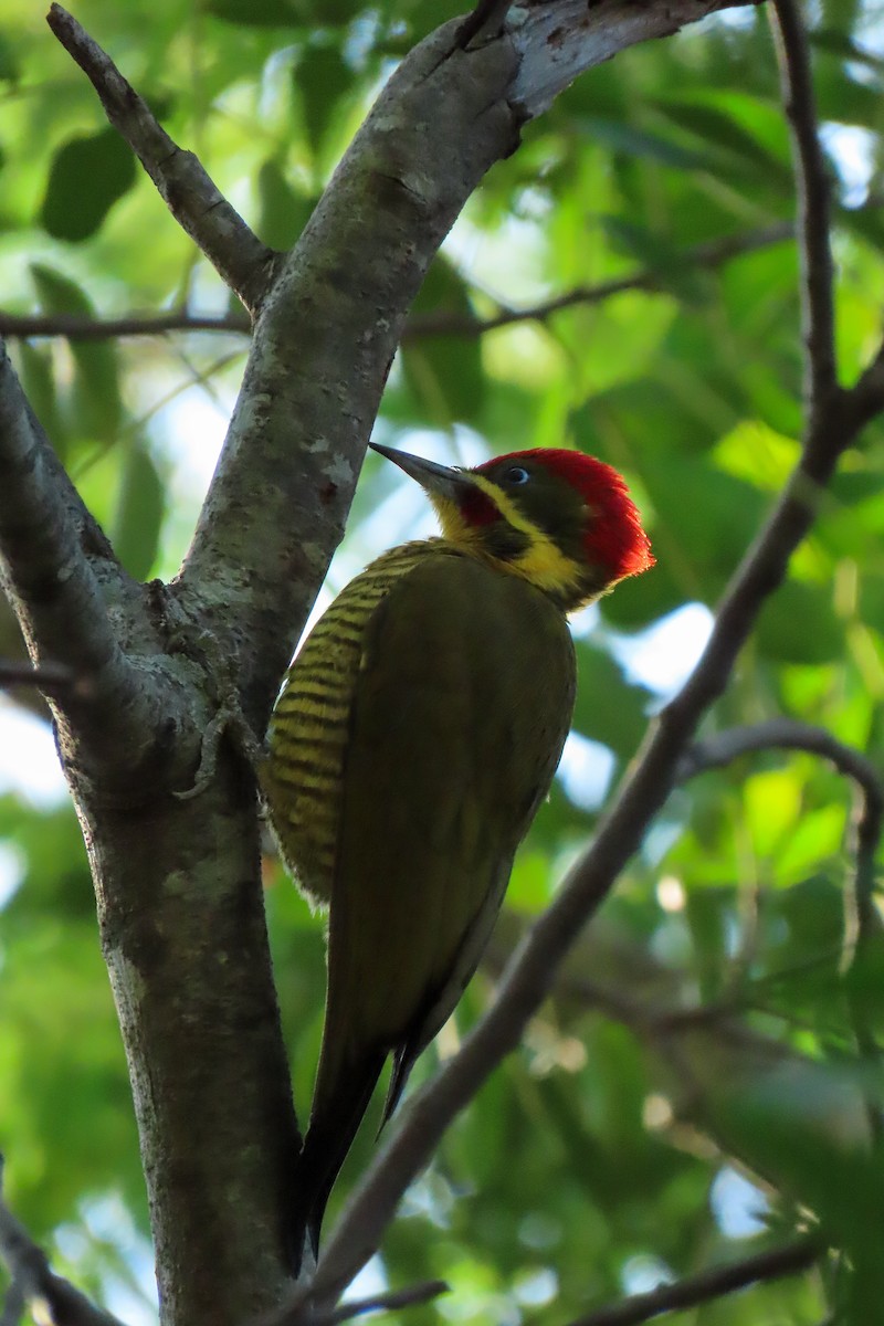 Golden-green Woodpecker - ML620116310