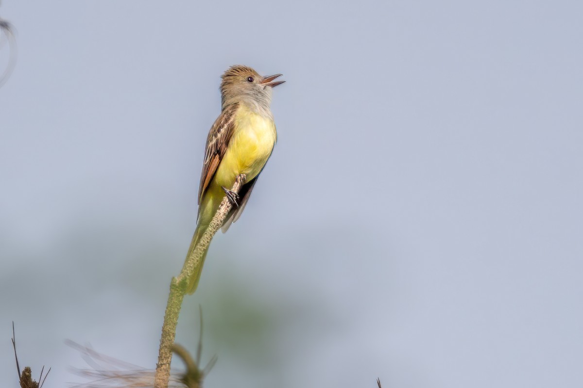 Great Crested Flycatcher - ML620116315