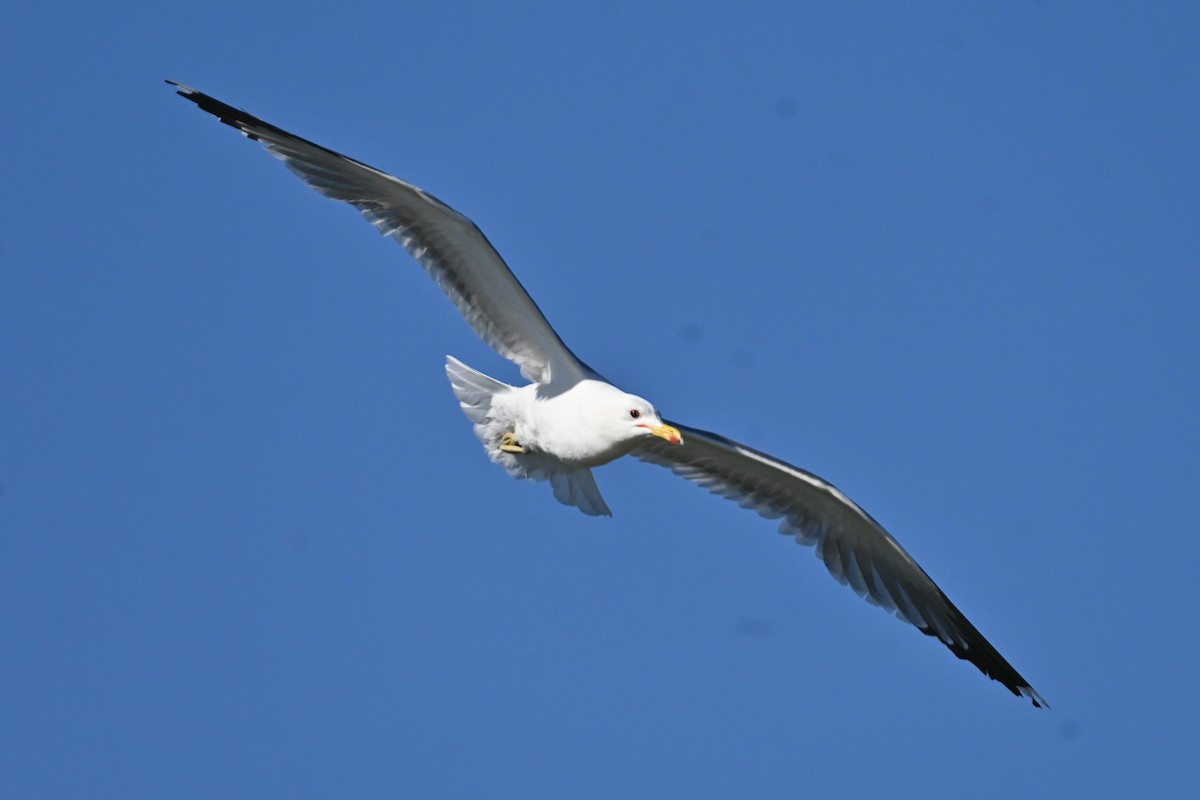 California Gull - ML620116322
