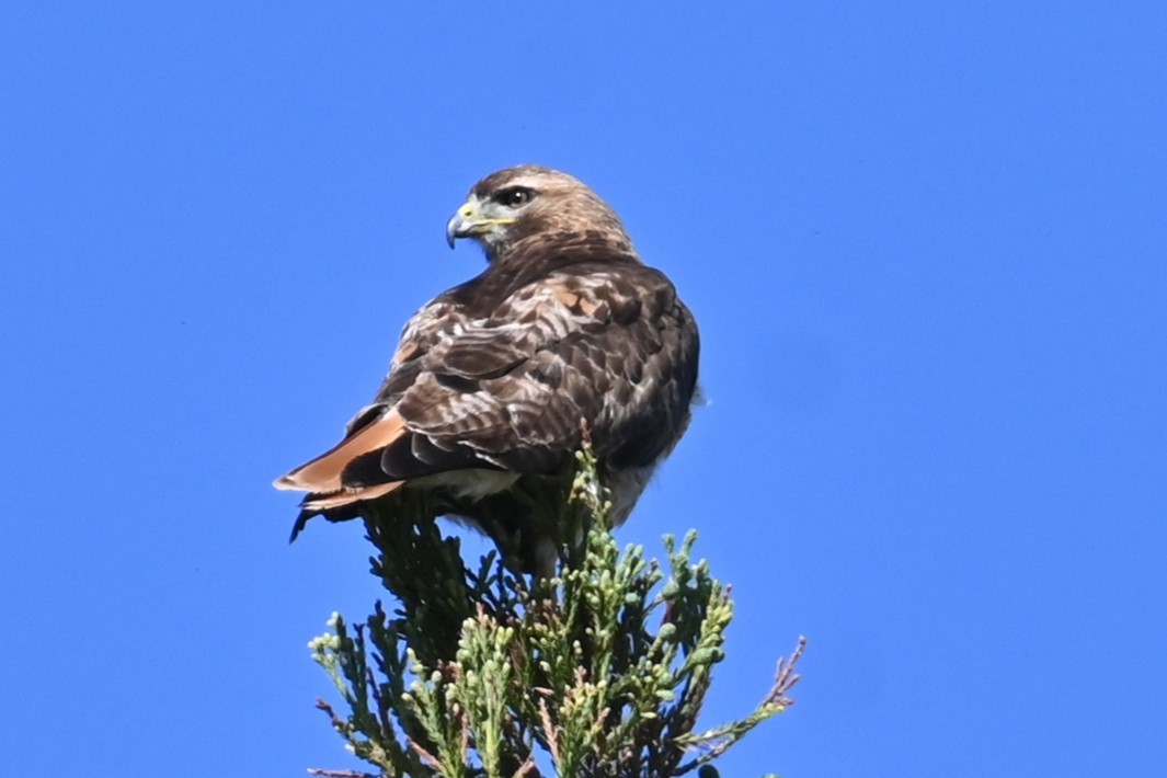 Red-tailed Hawk - ML620116335