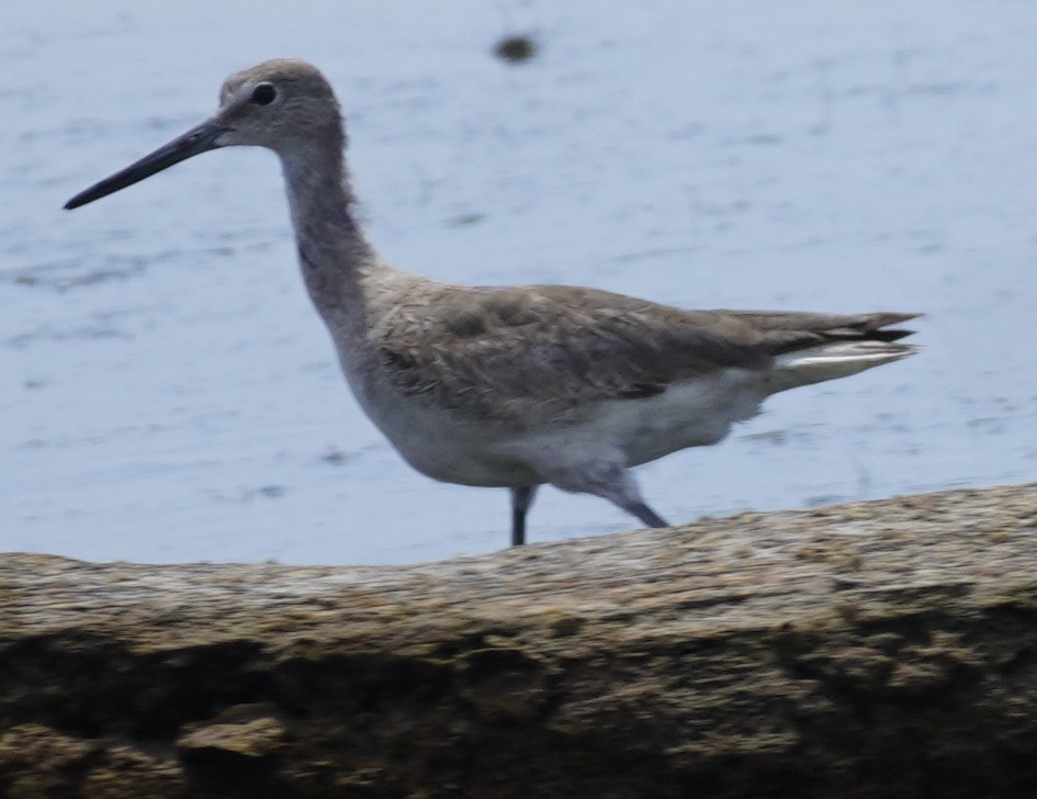 Willet - ML620116339