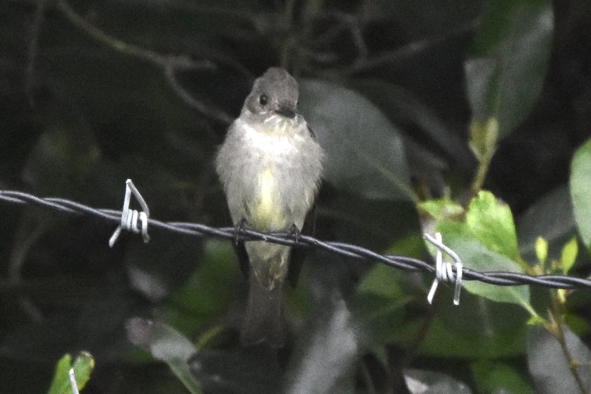 Eastern Wood-Pewee - ML620116351