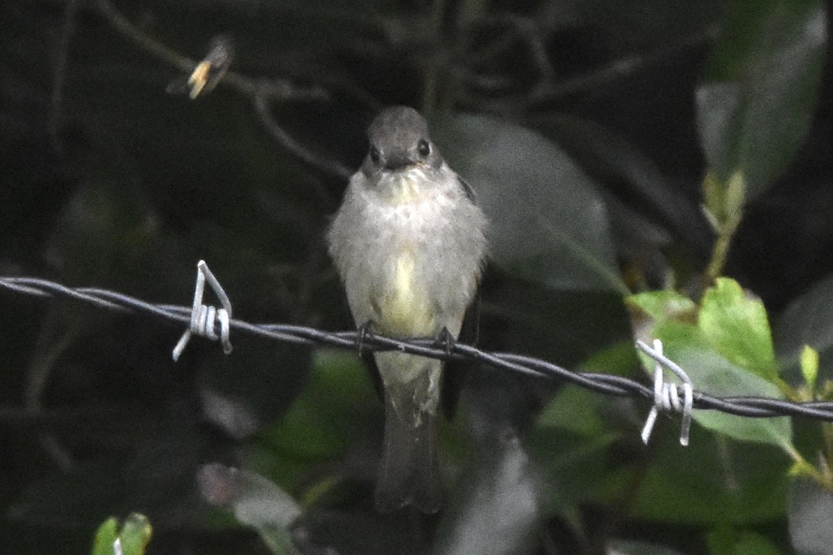 Eastern Wood-Pewee - ML620116353