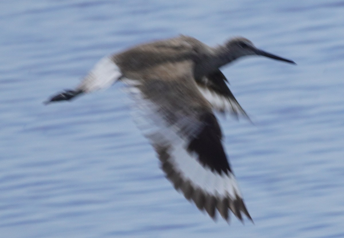 Willet - ML620116378