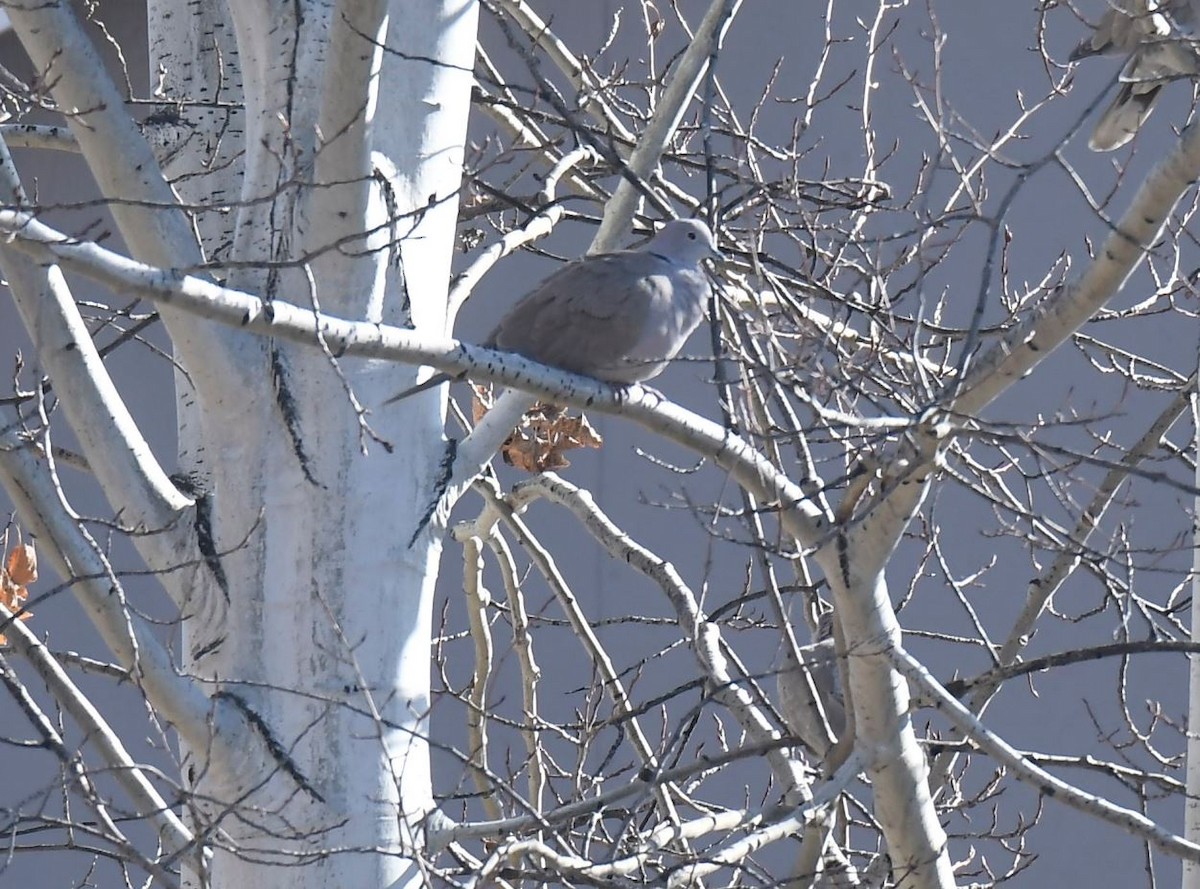 Eurasian Collared-Dove - ML620116379