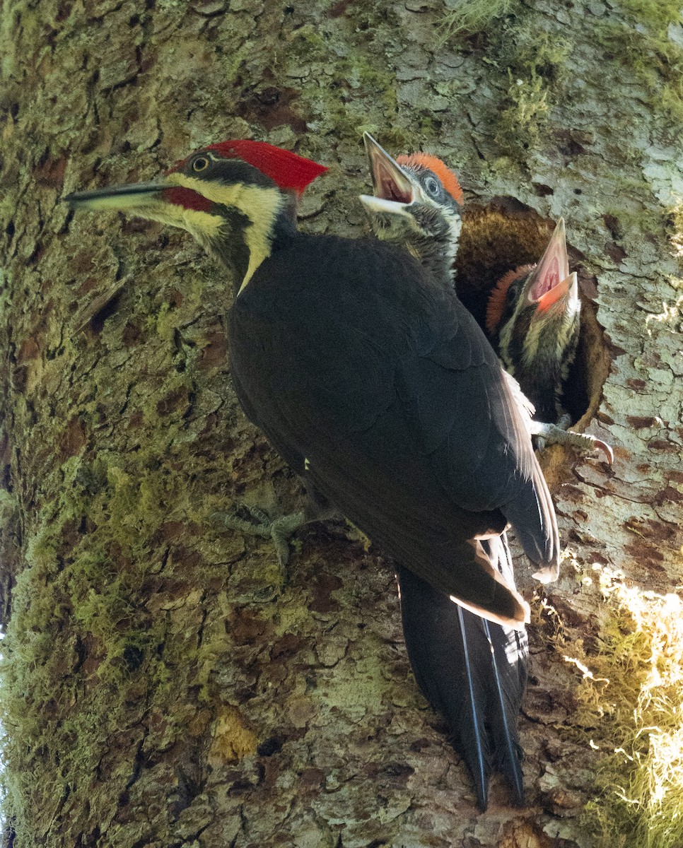 Pileated Woodpecker - ML620116383