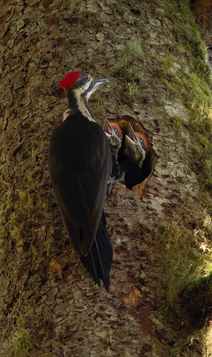 Pileated Woodpecker - ML620116384