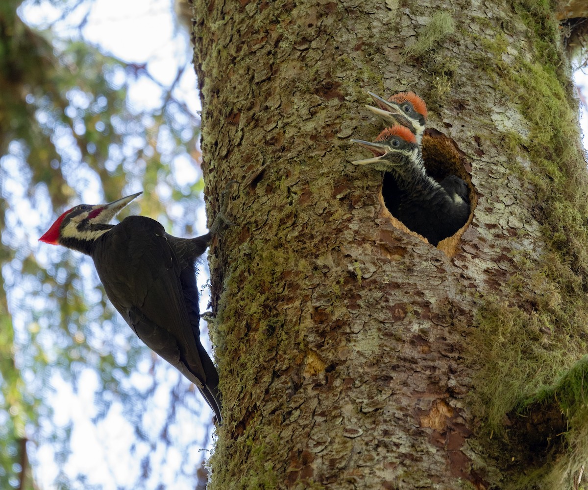 Pileated Woodpecker - ML620116385
