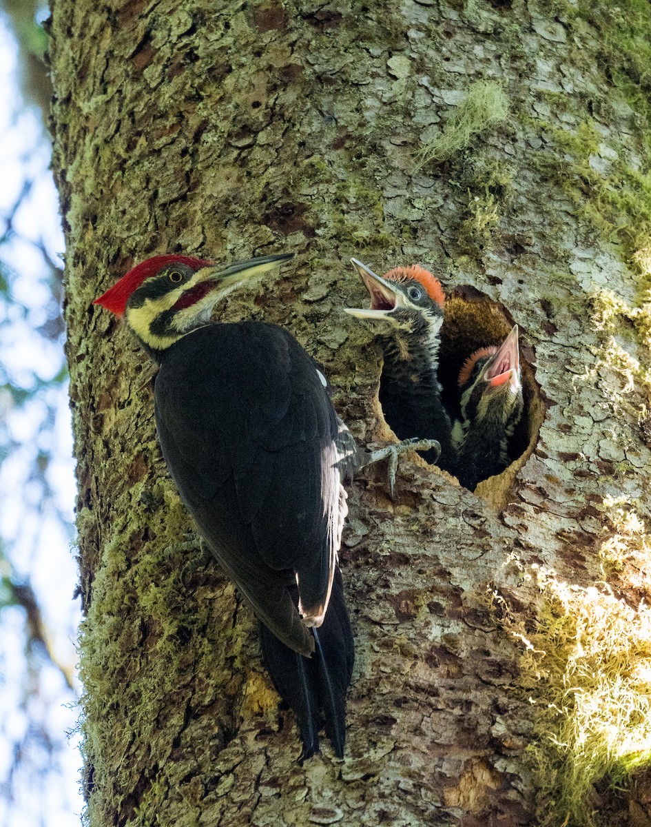 Pileated Woodpecker - ML620116386