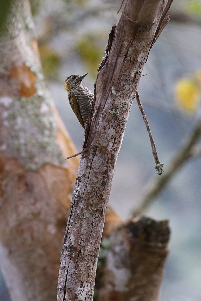 Yellow-eared Woodpecker - ML620116394