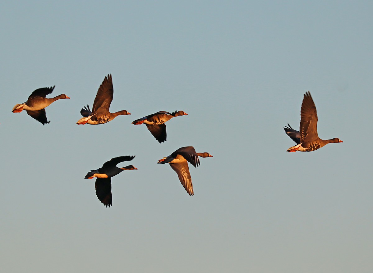 Greater White-fronted Goose - ML620116395