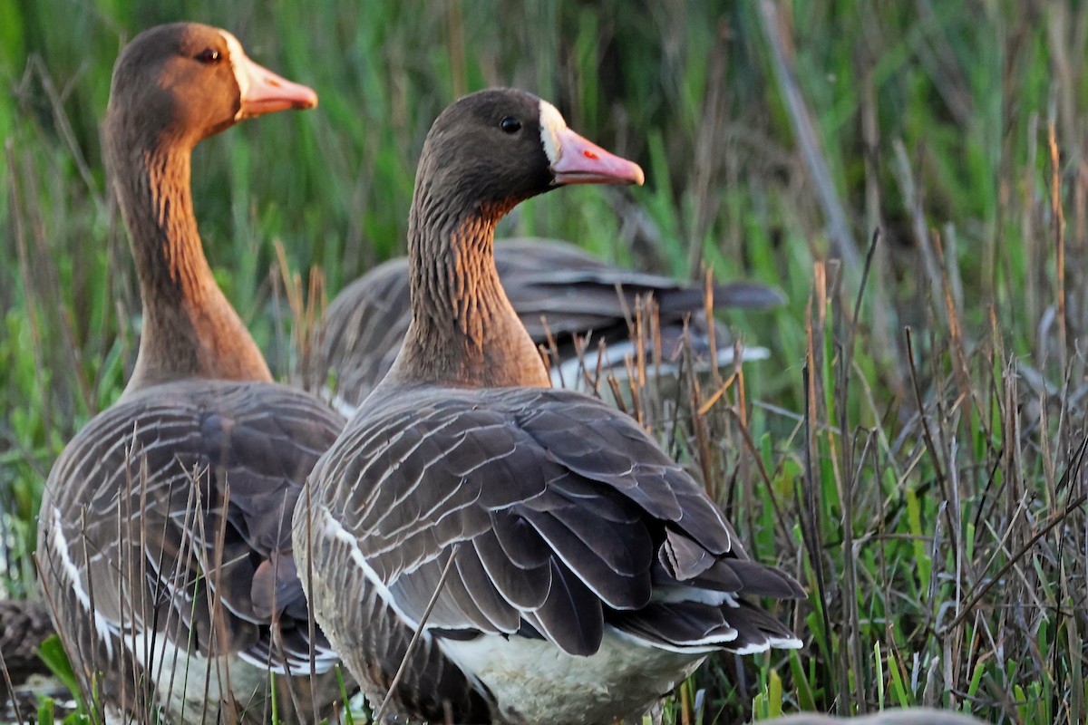Greater White-fronted Goose - ML620116399