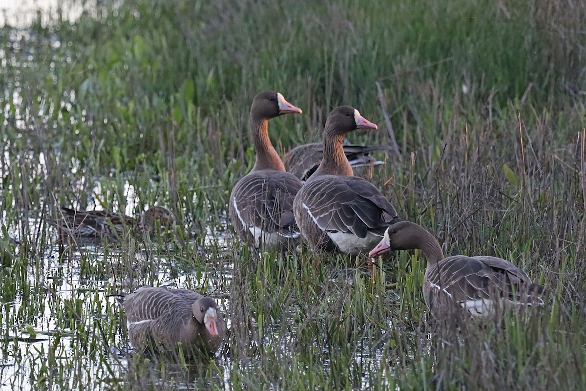 Greater White-fronted Goose - ML620116404