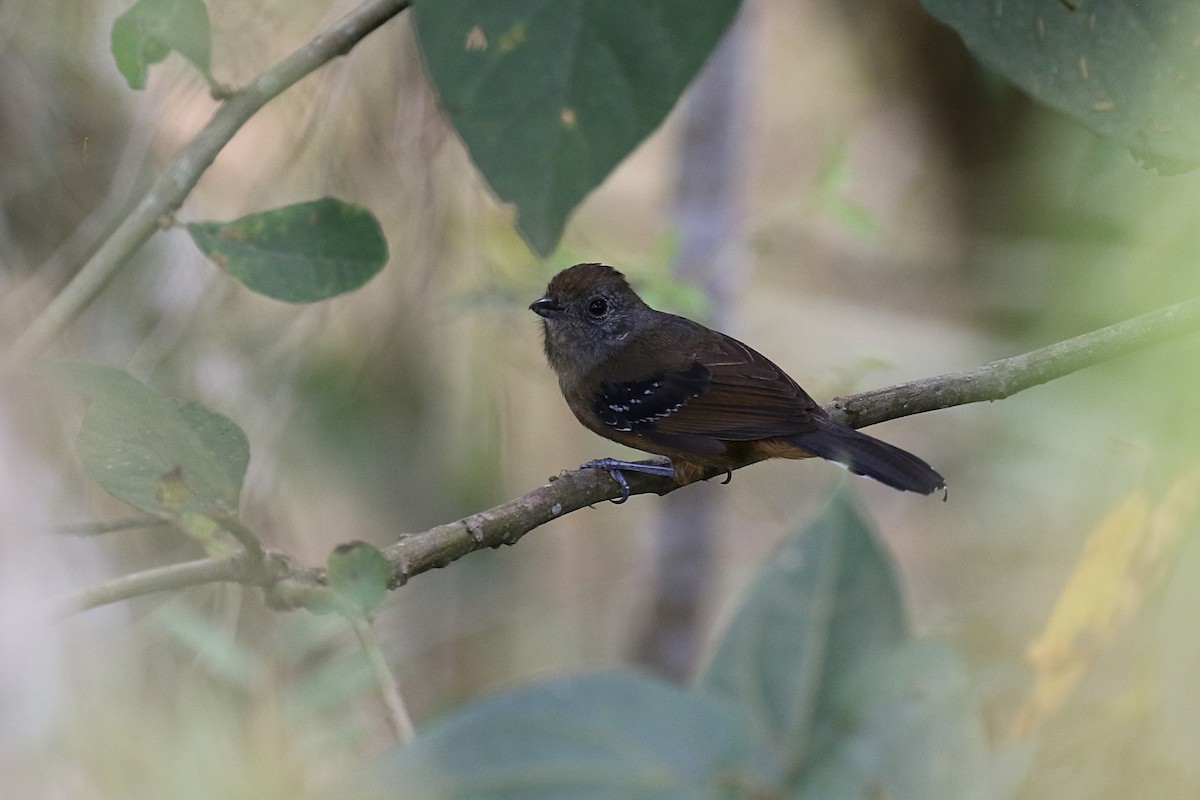 Variable Antshrike - ML620116405