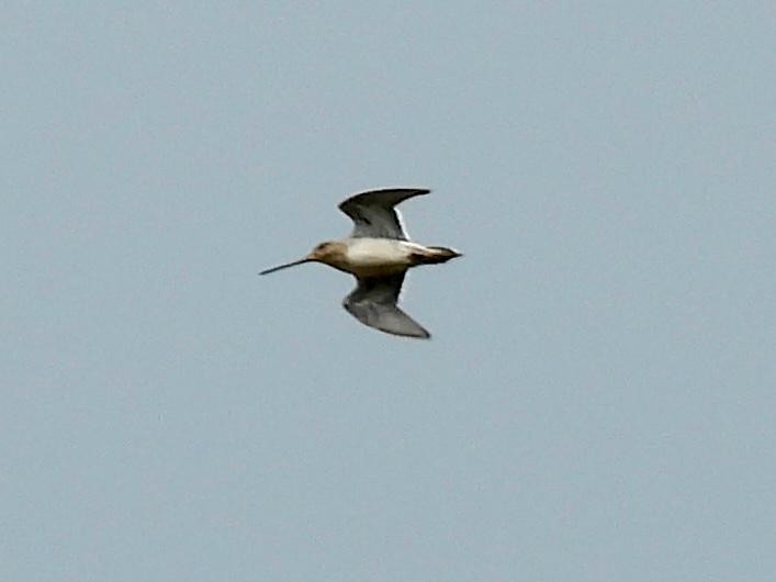 Common Snipe - ML620116406