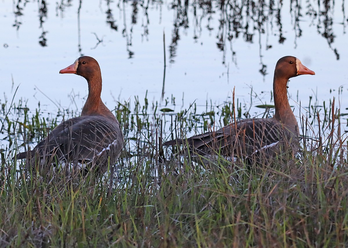 Greater White-fronted Goose - ML620116408