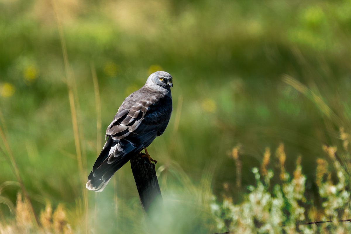 Northern Harrier - ML620116410