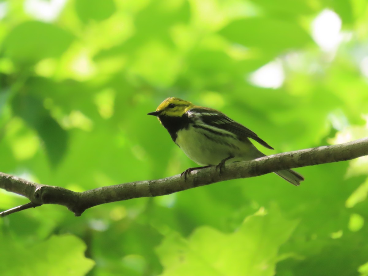 Black-throated Green Warbler - ML620116411